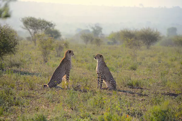 A 3-day Tanzania safari tour package to Serengeti and Ngorongoro Crater