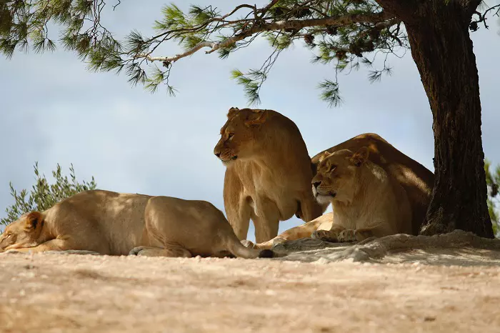 Pride of lions during 5 days Tanzania sharing safari in Serengeti National Park