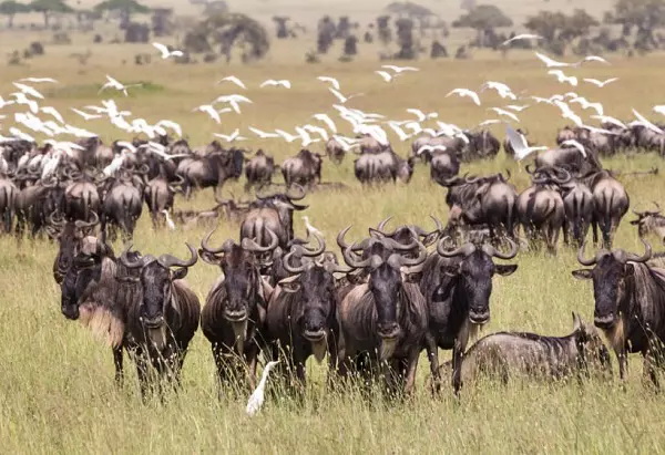 The 7-day Serengeti migration safari tour package