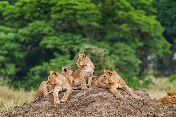 A group of lions spotted during the 1-Day Safari from Dar es Salaam in Mikumi National Park