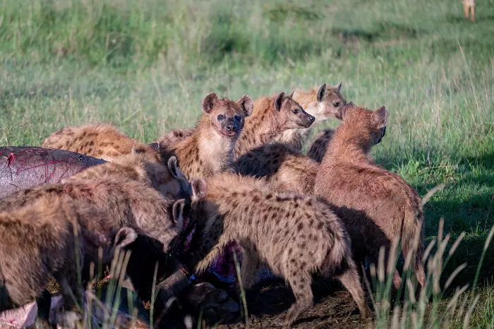 A group of hyena spotted during a 1-day Tanzania private safari tour in Ngorongoro Crater