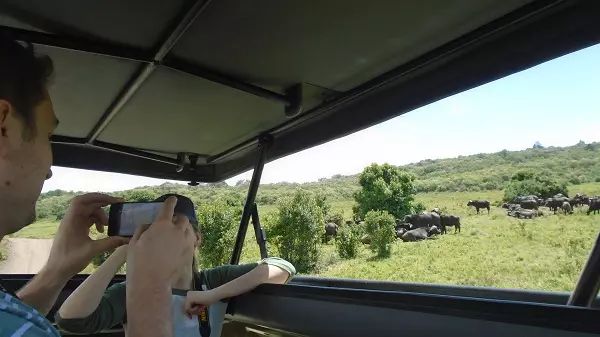 A tourist captures buffaloes in Ngorongoro Crater during a 1-day Tanzania safari tour package
