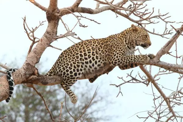 2-Day Safari from Zanzibar 2-Day Safari from Zanzibar