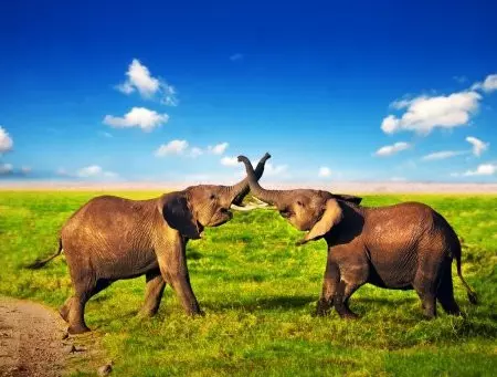 2-Day Tanzania Camping Safari Tour Package: Explore the Wild Outdoor 2-Day Tanzania Camping Safari Tour Package: Explore the Wild Outdoor