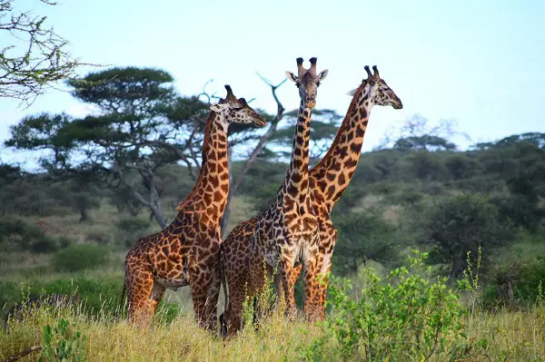 Giraffes spotted in Tarangire during the 2-day Tanzania safari tour Giraffes spotted in Tarangire during the 2-day Tanzania safari tour