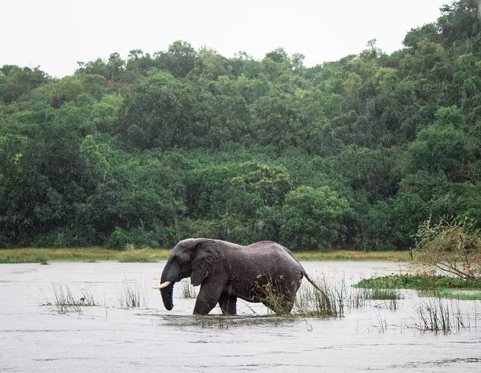 Elephant playing during 2 days Tanzania sharing safari in Lake Manyara