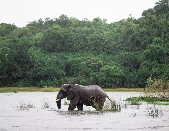 Elephant playing during 2 days Tanzania sharing safari in Lake Manyara Elephant playing during 2 days Tanzania sharing safari in Lake Manyara
