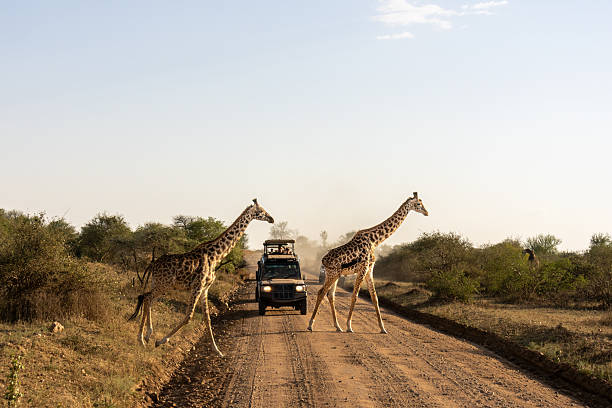 20-Day Tanzania Safari Package: Kilimanjaro, Safari & Zanzibar Holiday Tour