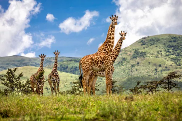 3-Day Tanzania Camping Safari Tour: Explore Wildlife and Nature