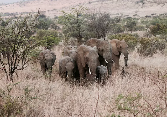 Herd of Elephants during 3 days Tanzania private safari to Serengeti and Ngorongoro Crater