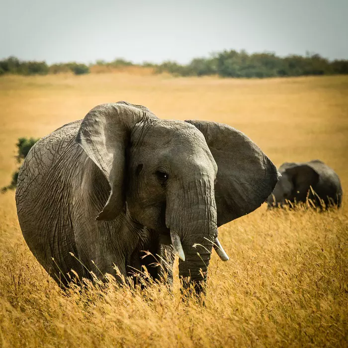 Elephant in the park during 3 days Tanzania sharing safari in Serengeti