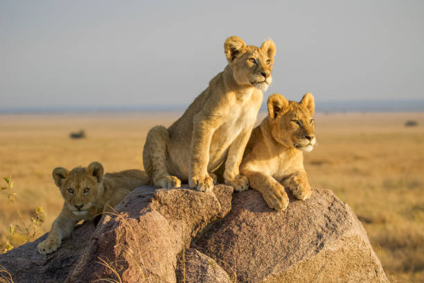 30-day Tanzania Safari Holiday Package: Full Vacation Tour.