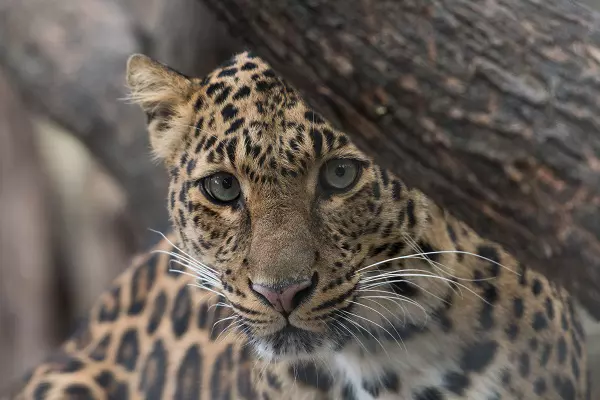 4-Day Tanzania Lodge Safari Tour Package