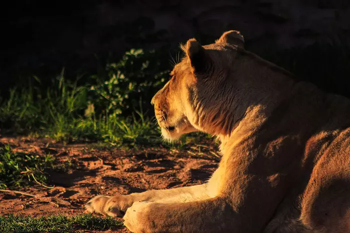 Lioness rest in crater floor during 4 days Tanzania private safari in Ngorongoro