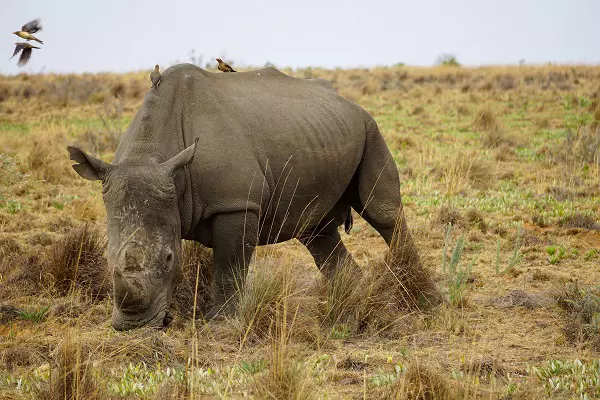 A giant rhino spotted during the 3-day Tanzania luxury safari tour in Ngorongoro
