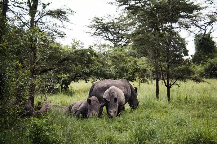 Rhinos in Ngorongoro Crater during 4 days Tanzania sharing safari