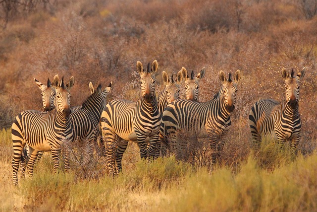 5-Day Selous and Mikumi Safari Tour Package 5-Day Selous and Mikumi Safari Tour Package
