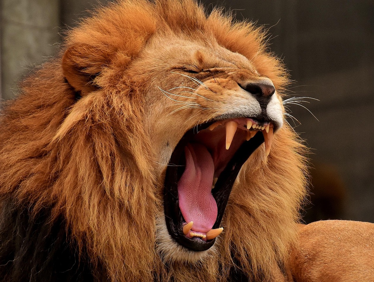 Close-up of a male lion yawning in the Serengeti, a highlight of the Big 5 sightings on 5 days Tanzania budget safari