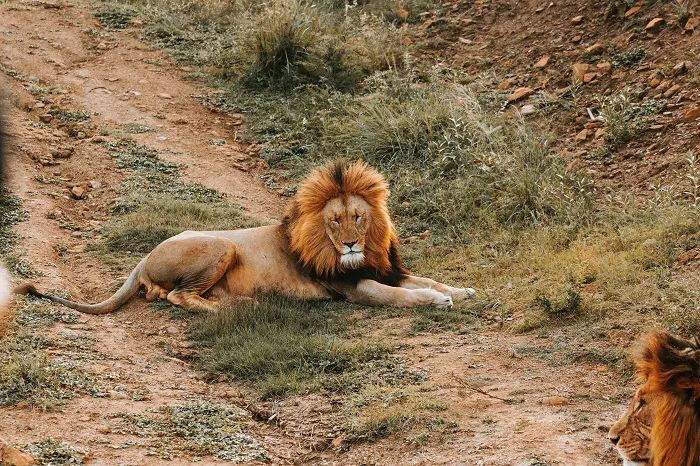 Lions rest in Ngorongoro during 5 days Tanzania private safari