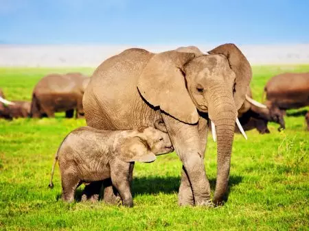 6-Day Tanzania Group Joining Safari 6-Day Tanzania Group Joining Safari