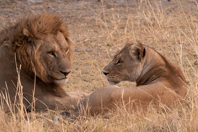 Two lions spotted during a 6-day Tanzania private safari in Serengeti National park