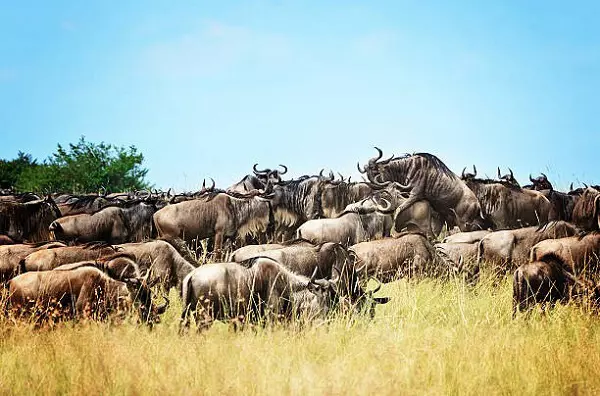 The 6-day Serengeti migration safari package